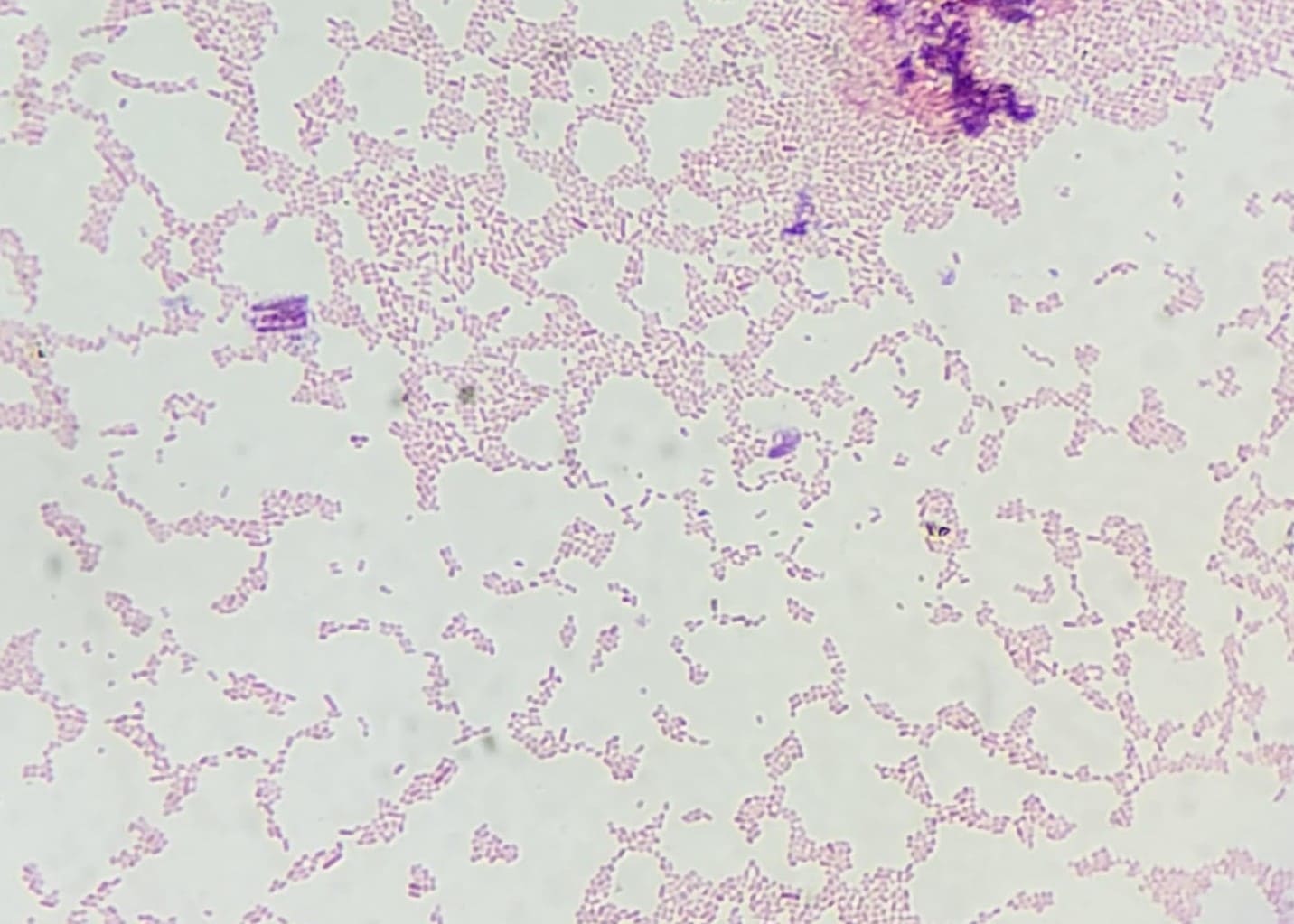 14. Staphylococci  Microscopic